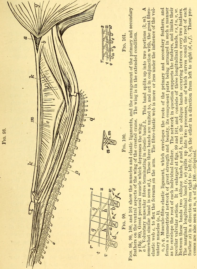 An illustration from Animal locomotion, or Walking, swimming, and flying, with a dissertation on aëronautics, 1874, leaf 206