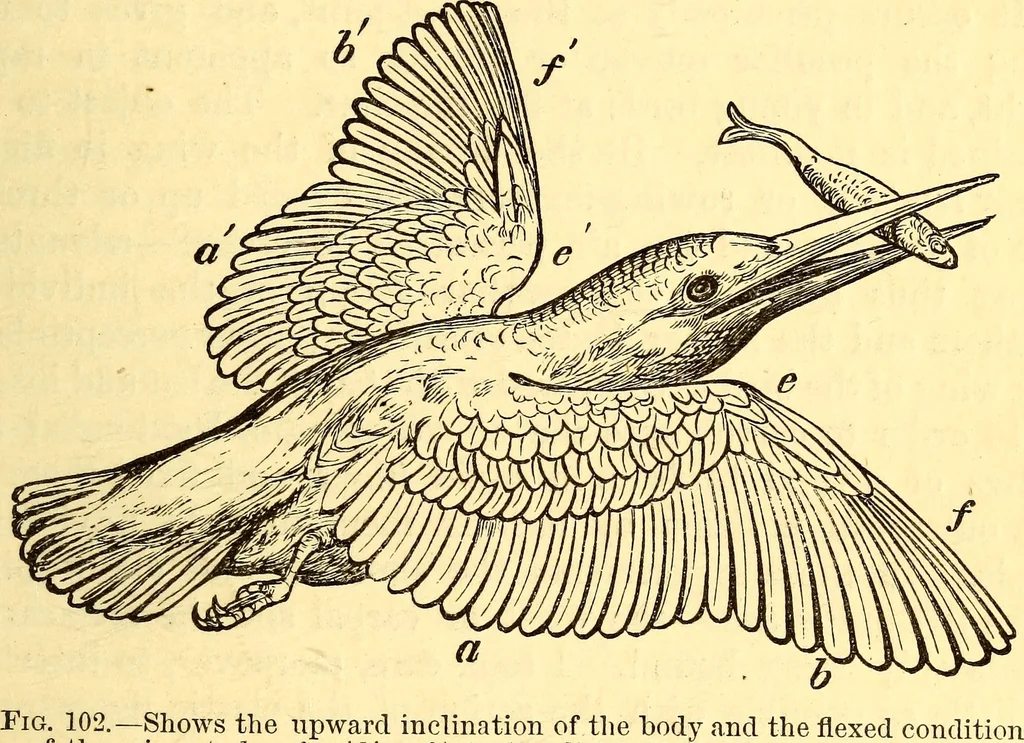 An illustration from Animal locomotion, or Walking, swimming, and flying, with a dissertation on aëronautics, 1874, leaf 208