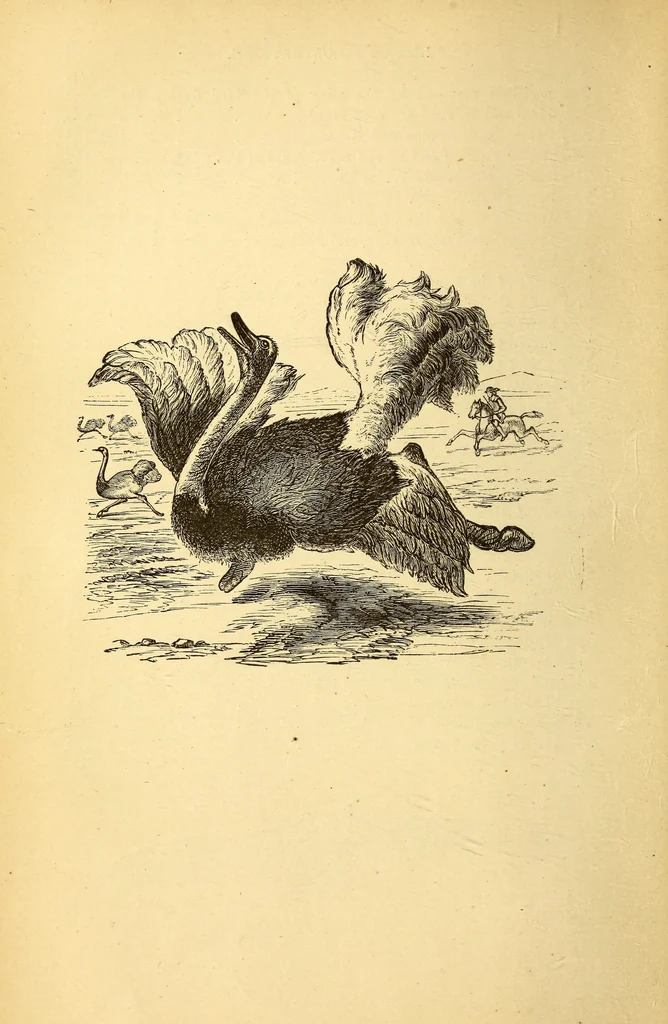 An illustration from Animal locomotion, or Walking, swimming, and flying, with a dissertation on aëronautics, 1874, leaf 21