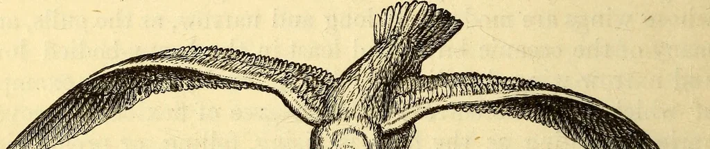 An illustration from Animal locomotion, or Walking, swimming, and flying, with a dissertation on aëronautics, 1874, leaf 211