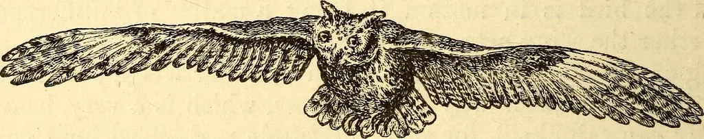 An illustration from Animal locomotion, or Walking, swimming, and flying, with a dissertation on aëronautics, 1874, leaf 223