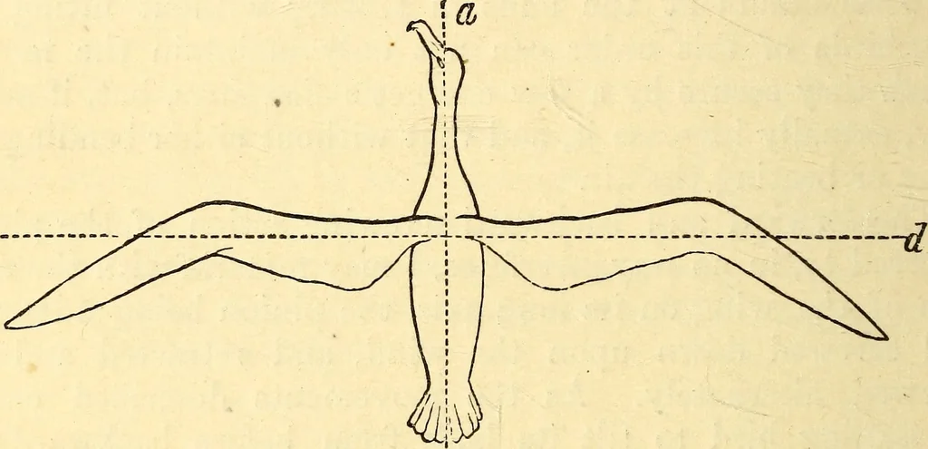 An illustration from Animal locomotion, or Walking, swimming, and flying, with a dissertation on aëronautics, 1874, leaf 225