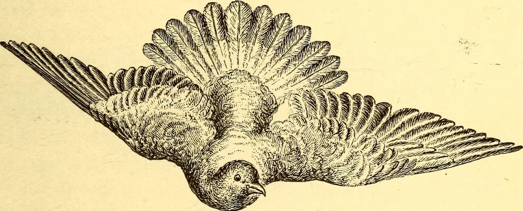 An illustration from Animal locomotion, or Walking, swimming, and flying, with a dissertation on aëronautics, 1874, leaf 228