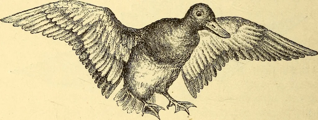 An illustration from Animal locomotion, or Walking, swimming, and flying, with a dissertation on aëronautics, 1874, leaf 229