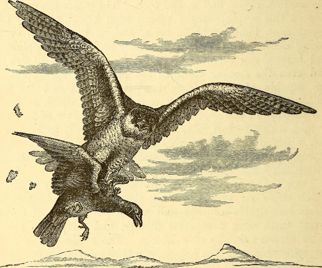 An illustration from Animal locomotion, or Walking, swimming, and flying, with a dissertation on aëronautics, 1874, leaf 231