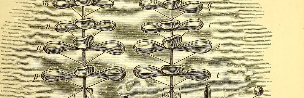 An illustration from Animal locomotion, or Walking, swimming, and flying, with a dissertation on aëronautics, 1874, leaf 244