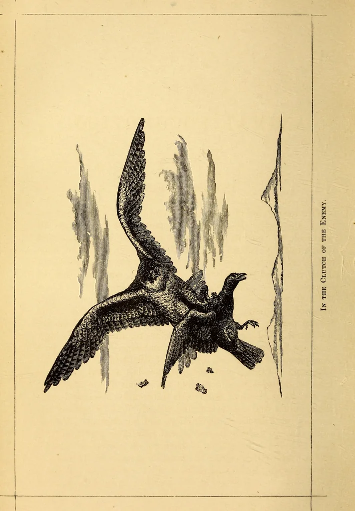 An illustration from Animal locomotion, or Walking, swimming, and flying, with a dissertation on aëronautics, 1874, leaf 25