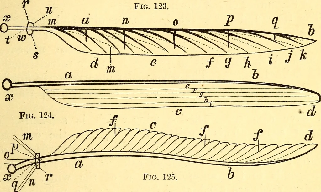 An illustration from Animal locomotion, or Walking, swimming, and flying, with a dissertation on aëronautics, 1874, leaf 268