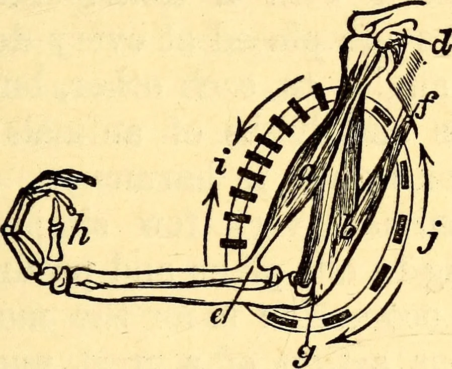 An illustration from Animal locomotion, or Walking, swimming, and flying, with a dissertation on aëronautics, 1874, leaf 50