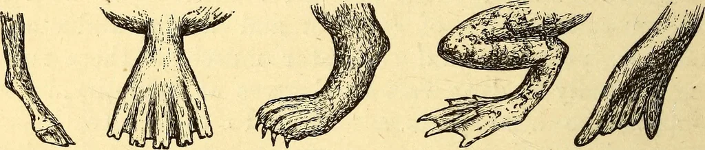 An illustration from Animal locomotion, or Walking, swimming, and flying, with a dissertation on aëronautics, 1874, leaf 59