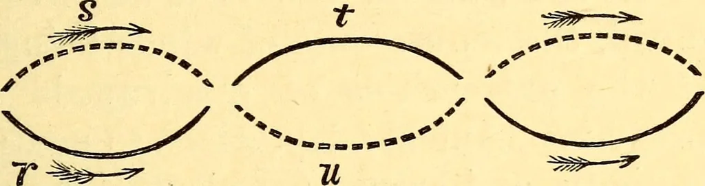 An illustration from Animal locomotion, or Walking, swimming, and flying, with a dissertation on aëronautics, 1874, leaf 64