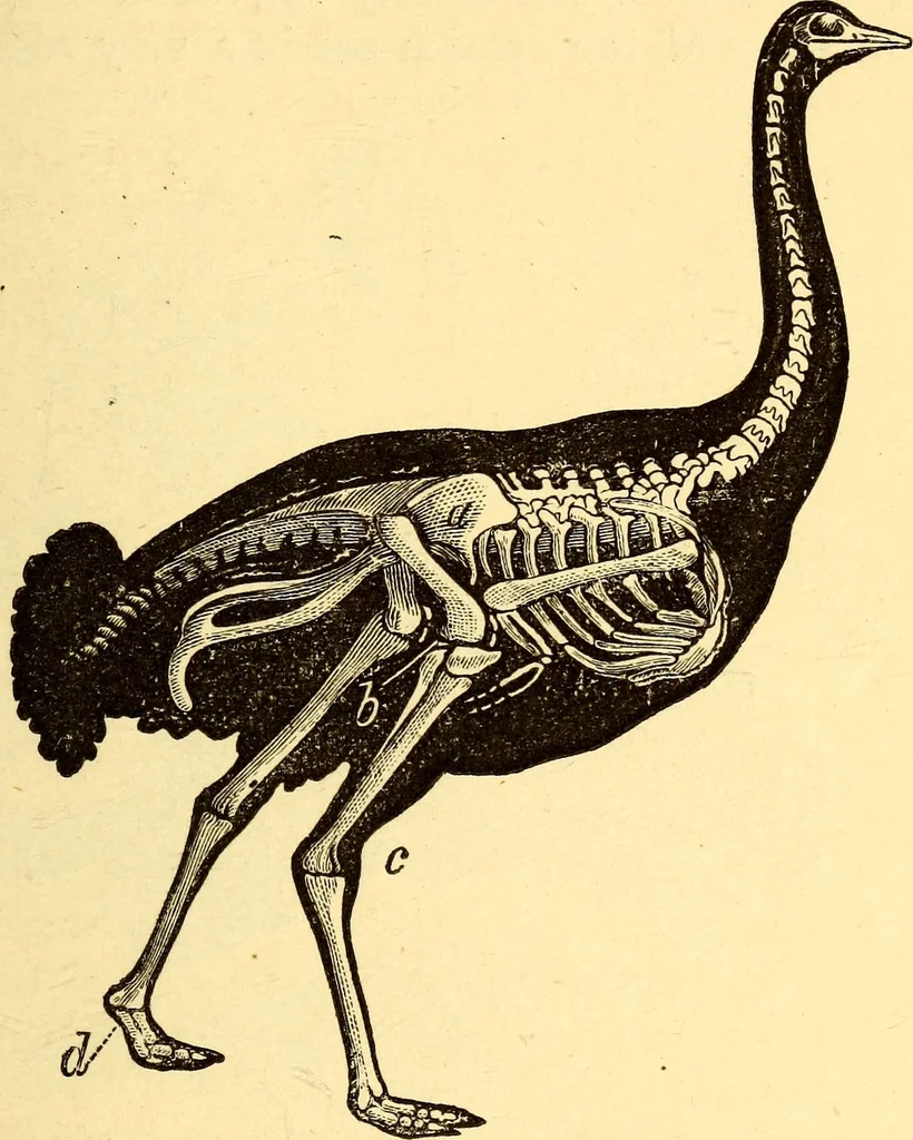 An illustration from Animal locomotion, or Walking, swimming, and flying, with a dissertation on aëronautics, 1874, leaf 72