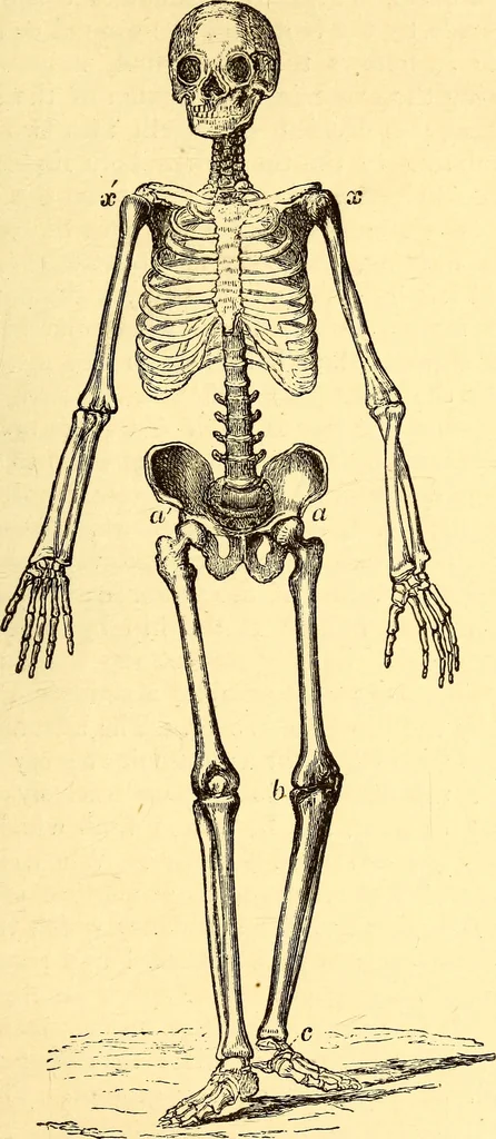 An illustration from Animal locomotion, or Walking, swimming, and flying, with a dissertation on aëronautics, 1874, leaf 80