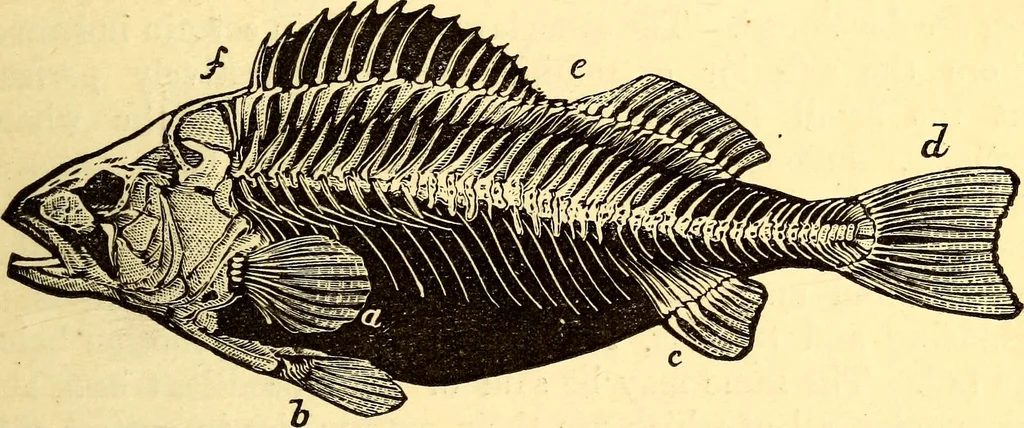 An illustration from Animal locomotion, or Walking, swimming, and flying, with a dissertation on aëronautics, 1874, leaf 90