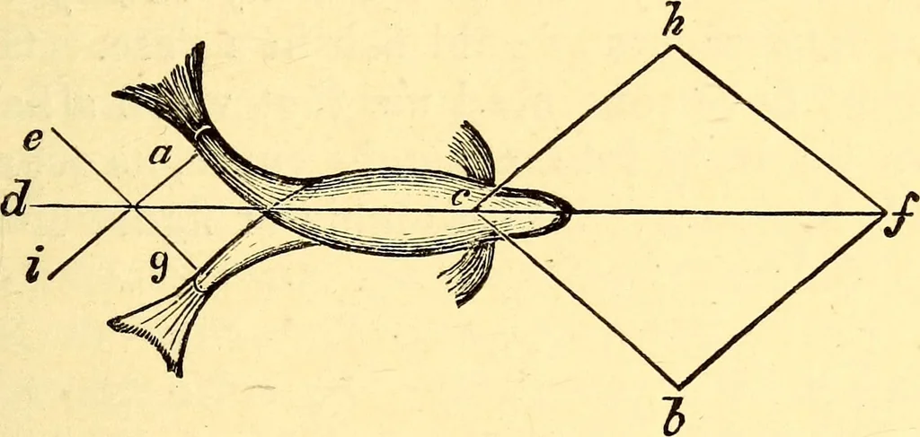 An illustration from Animal locomotion, or Walking, swimming, and flying, with a dissertation on aëronautics, 1874, leaf 92