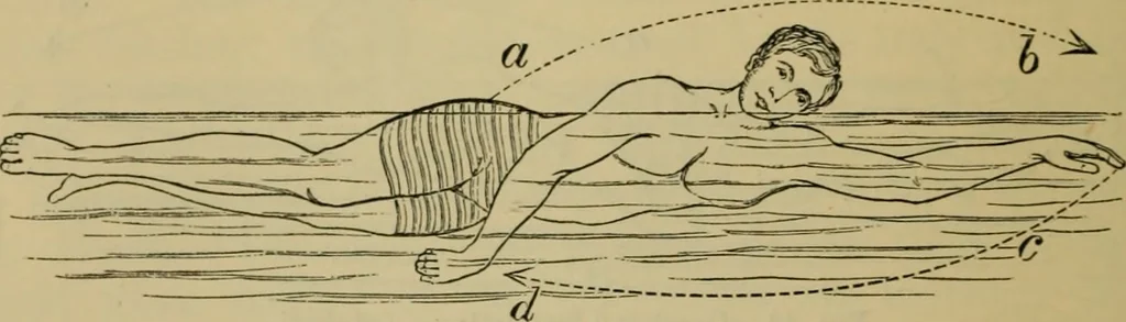 An illustration from Animal locomotion or walking, swimming, and flying : with a dissertation on aëronautics, 1873, leaf 109