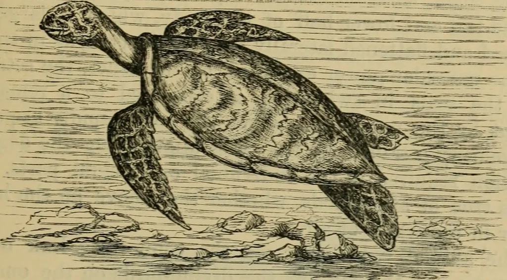 An illustration from Animal locomotion or walking, swimming, and flying : with a dissertation on aëronautics, 1873, leaf 112