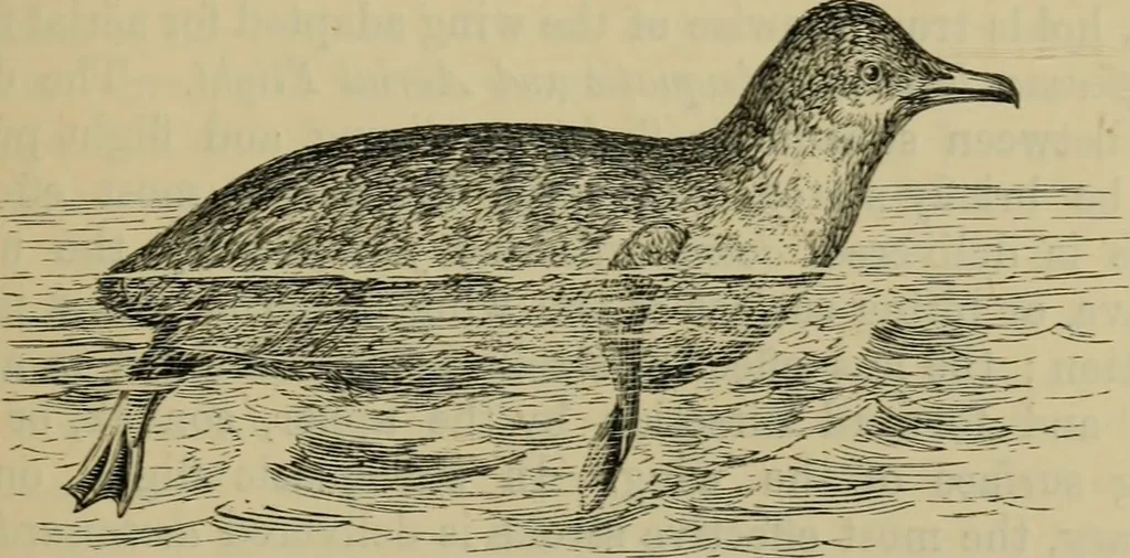 An illustration from Animal locomotion or walking, swimming, and flying : with a dissertation on aëronautics, 1873, leaf 114