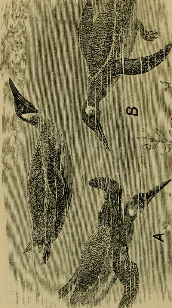 An illustration from Animal locomotion or walking, swimming, and flying : with a dissertation on aëronautics, 1873, leaf 117