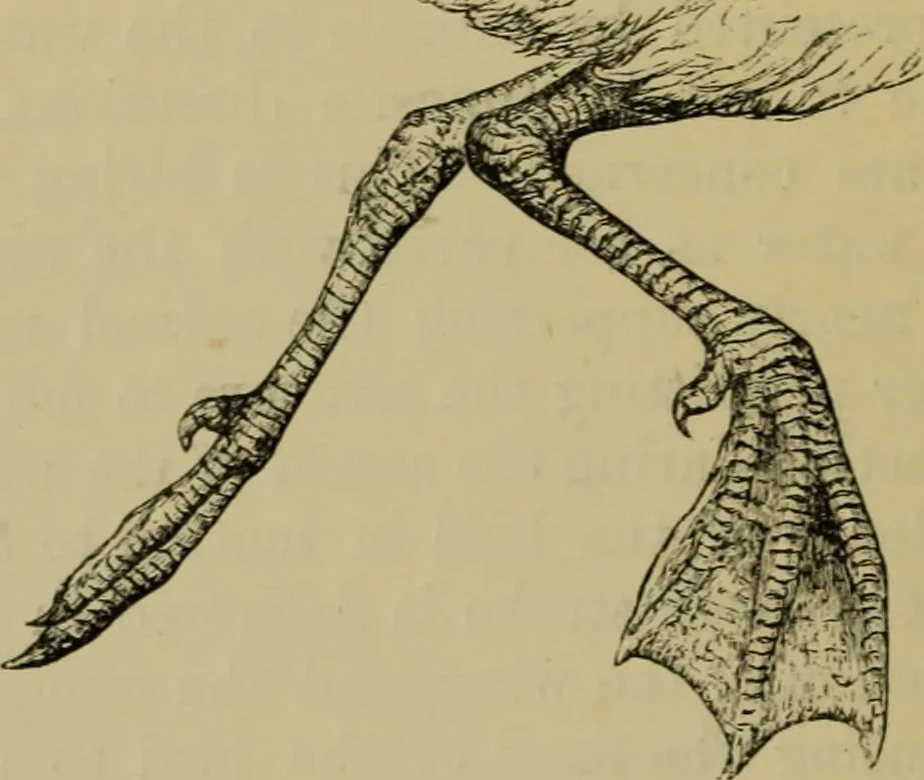 An illustration from Animal locomotion or walking, swimming, and flying : with a dissertation on aëronautics, 1873, leaf 119