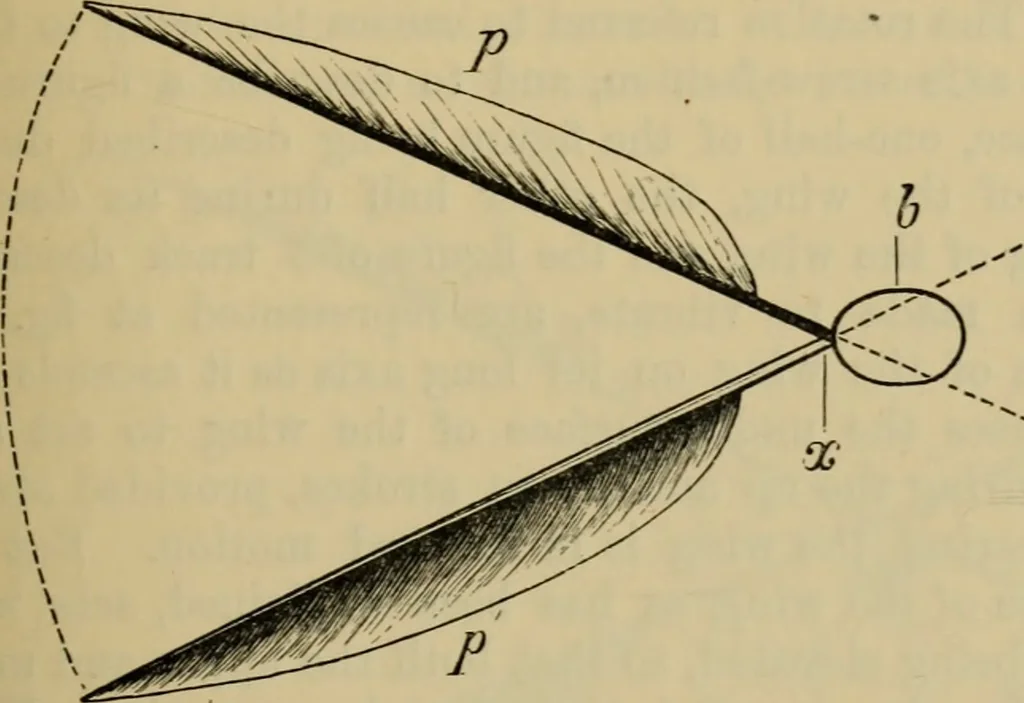 An illustration from Animal locomotion or walking, swimming, and flying : with a dissertation on aëronautics, 1873, leaf 128