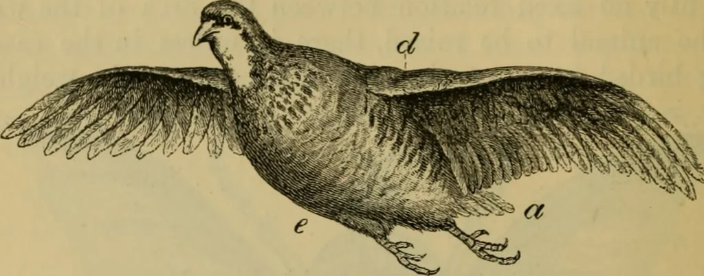 An illustration from Animal locomotion or walking, swimming, and flying : with a dissertation on aëronautics, 1873, leaf 149