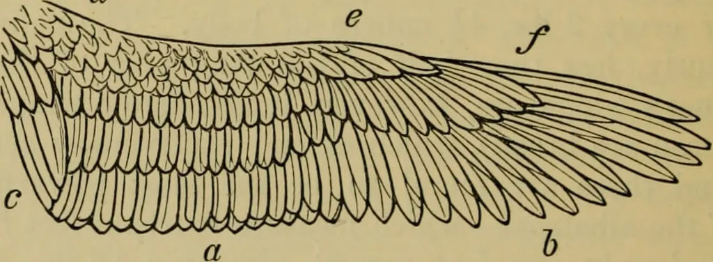 An illustration from Animal locomotion or walking, swimming, and flying : with a dissertation on aëronautics, 1873, leaf 159