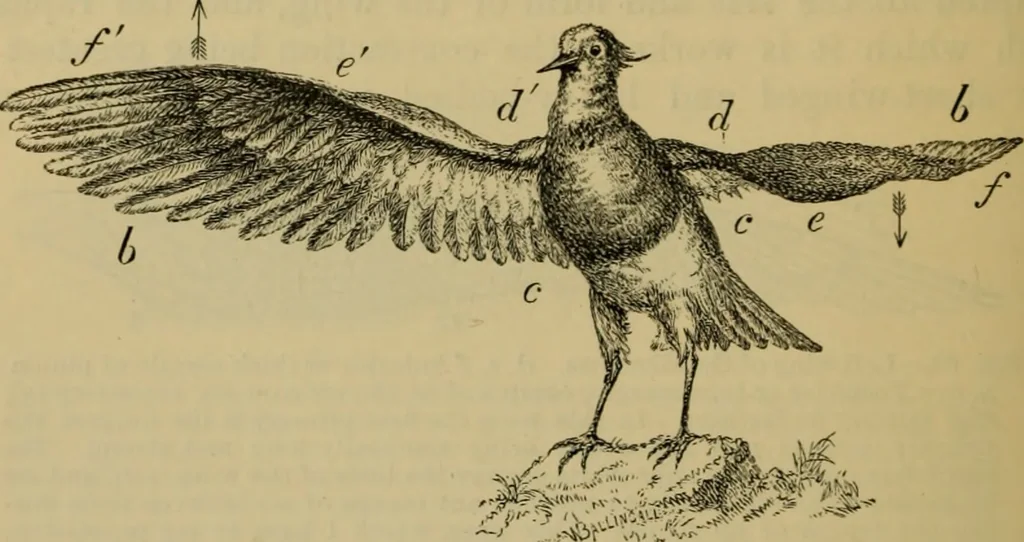 An illustration from Animal locomotion or walking, swimming, and flying : with a dissertation on aëronautics, 1873, leaf 161