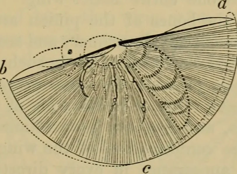 An illustration from Animal locomotion or walking, swimming, and flying : with a dissertation on aëronautics, 1873, leaf 162