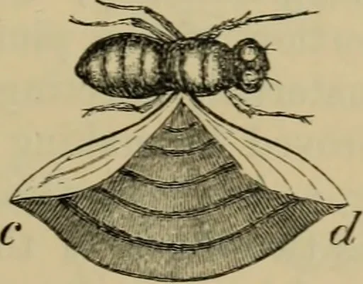 An illustration from Animal locomotion or walking, swimming, and flying : with a dissertation on aëronautics, 1873, leaf 162