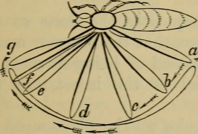 An illustration from Animal locomotion or walking, swimming, and flying : with a dissertation on aëronautics, 1873, leaf 164