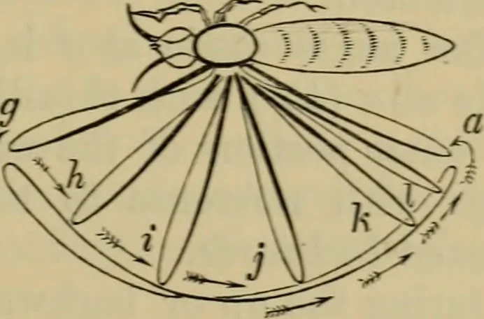 An illustration from Animal locomotion or walking, swimming, and flying : with a dissertation on aëronautics, 1873, leaf 164
