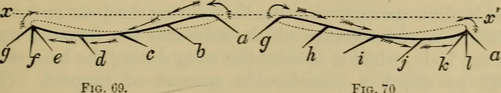 An illustration from Animal locomotion or walking, swimming, and flying : with a dissertation on aëronautics, 1873, leaf 164