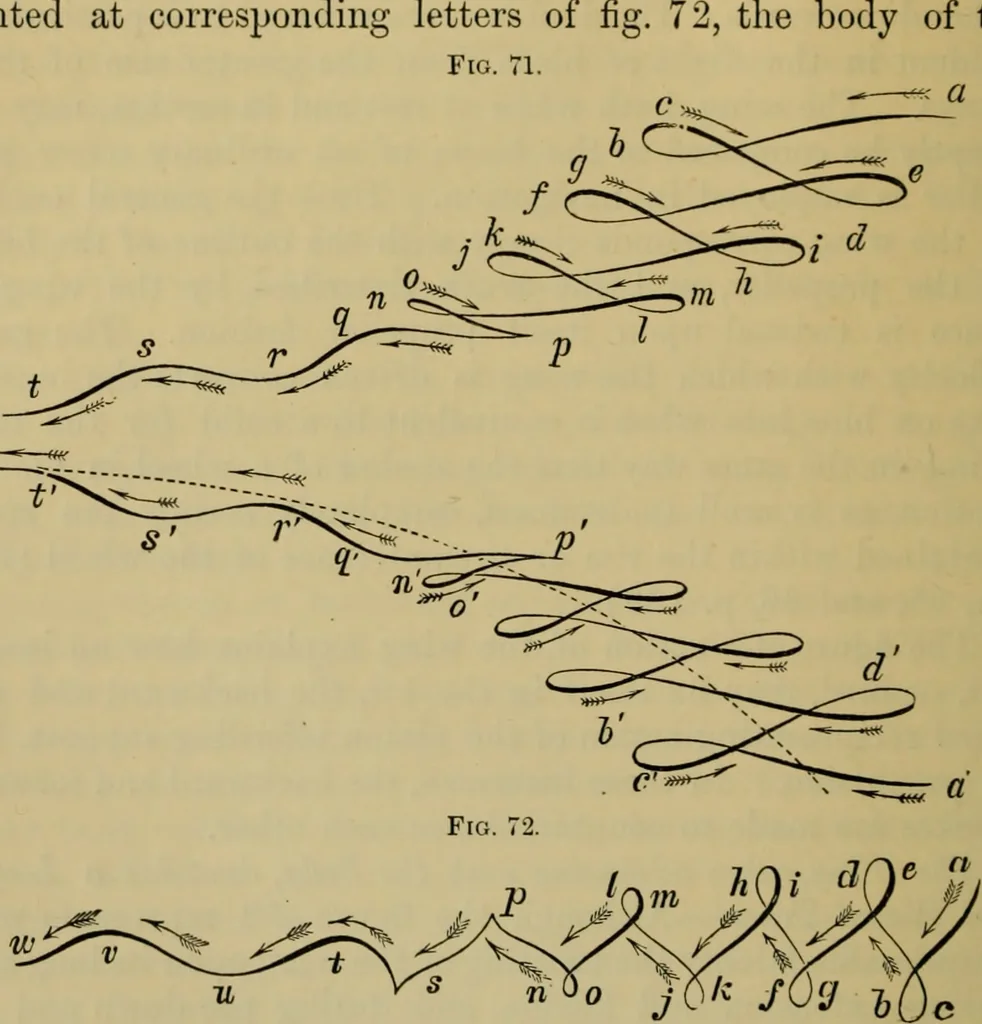 An illustration from Animal locomotion or walking, swimming, and flying : with a dissertation on aëronautics, 1873, leaf 167