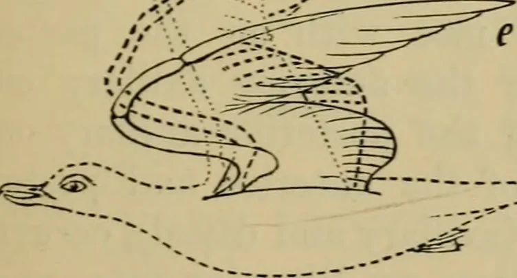 An illustration from Animal locomotion or walking, swimming, and flying : with a dissertation on aëronautics, 1873, leaf 168