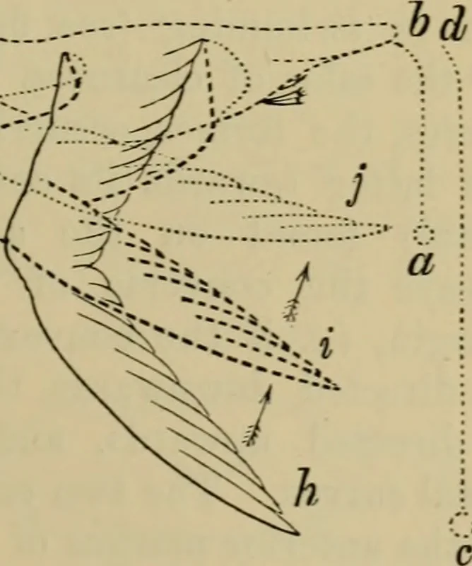 An illustration from Animal locomotion or walking, swimming, and flying : with a dissertation on aëronautics, 1873, leaf 168