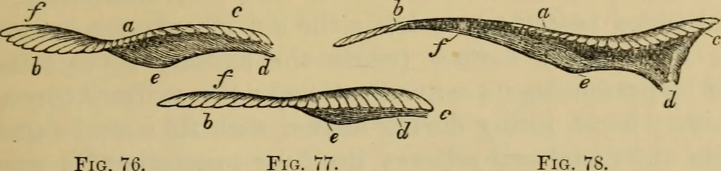 An illustration from Animal locomotion or walking, swimming, and flying : with a dissertation on aëronautics, 1873, leaf 170