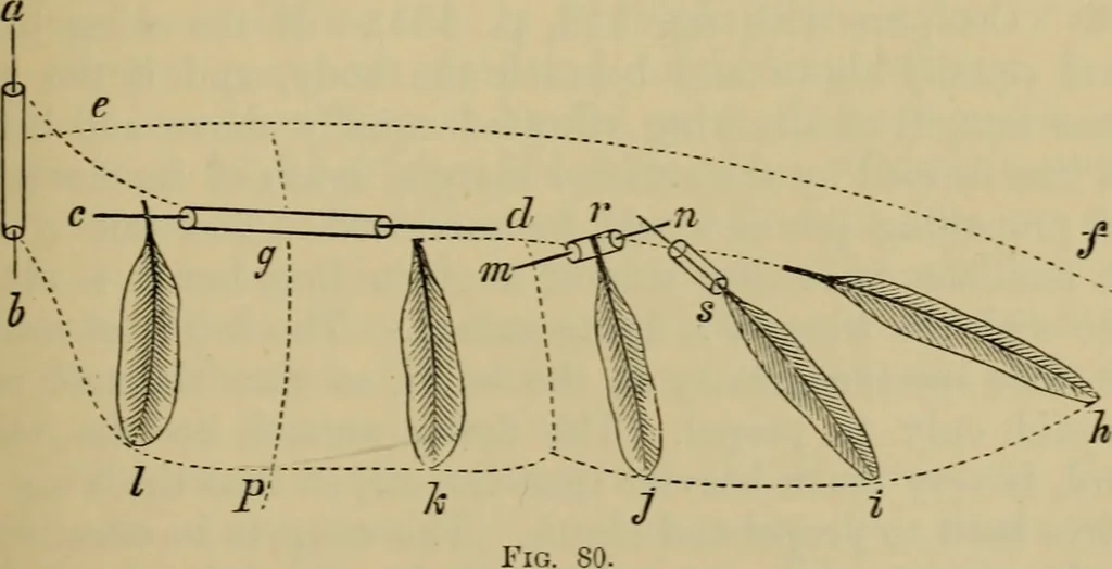 An illustration from Animal locomotion or walking, swimming, and flying : with a dissertation on aëronautics, 1873, leaf 172