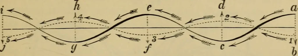 An illustration from Animal locomotion or walking, swimming, and flying : with a dissertation on aëronautics, 1873, leaf 180