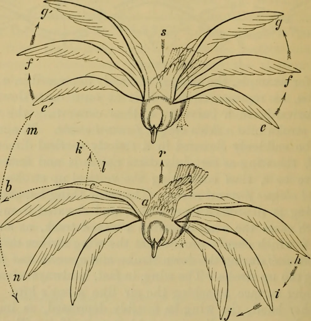 An illustration from Animal locomotion or walking, swimming, and flying : with a dissertation on aëronautics, 1873, leaf 181