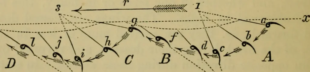 An illustration from Animal locomotion or walking, swimming, and flying : with a dissertation on aëronautics, 1873, leaf 183