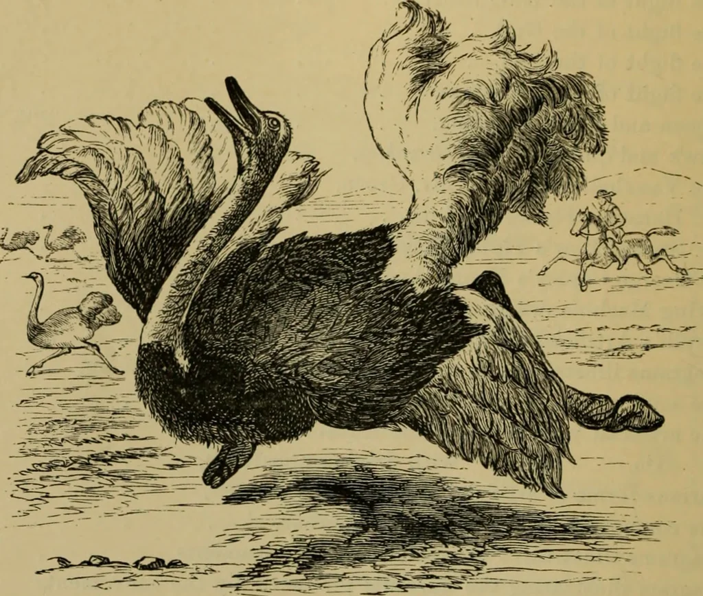 An illustration from Animal locomotion or walking, swimming, and flying : with a dissertation on aëronautics, 1873, leaf 19