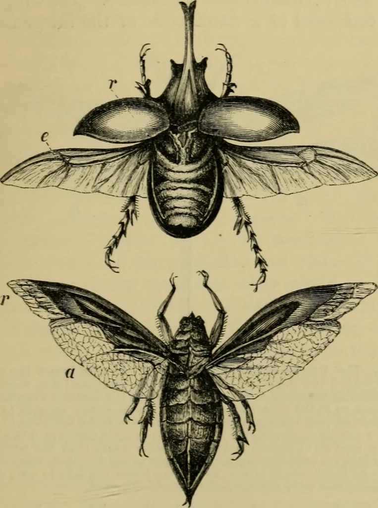 An illustration from Animal locomotion or walking, swimming, and flying : with a dissertation on aëronautics, 1873, leaf 194