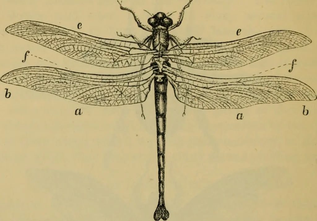 An illustration from Animal locomotion or walking, swimming, and flying : with a dissertation on aëronautics, 1873, leaf 195