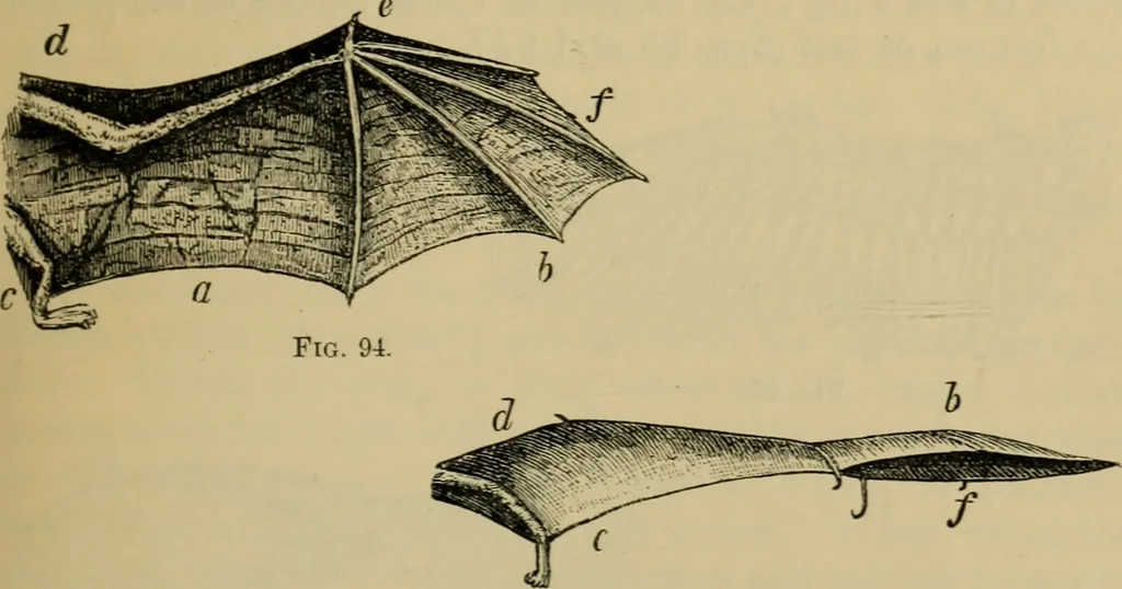 An illustration from Animal locomotion or walking, swimming, and flying : with a dissertation on aëronautics, 1873, leaf 198