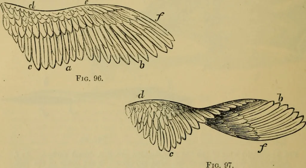An illustration from Animal locomotion or walking, swimming, and flying : with a dissertation on aëronautics, 1873, leaf 199