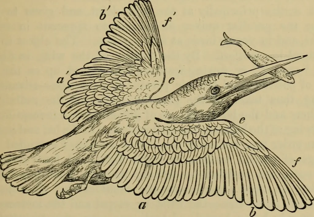 An illustration from Animal locomotion or walking, swimming, and flying : with a dissertation on aëronautics, 1873, leaf 206
