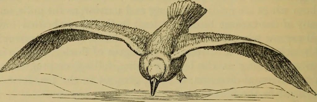 An illustration from Animal locomotion or walking, swimming, and flying : with a dissertation on aëronautics, 1873, leaf 209