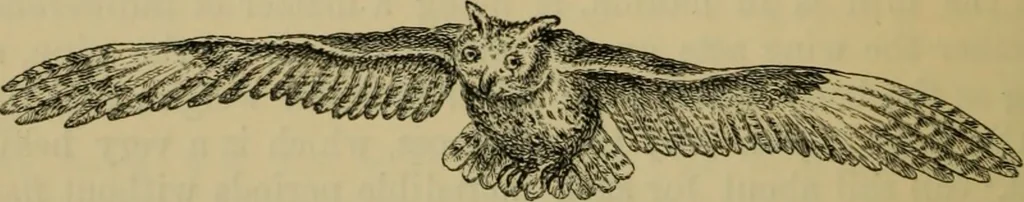 An illustration from Animal locomotion or walking, swimming, and flying : with a dissertation on aëronautics, 1873, leaf 221