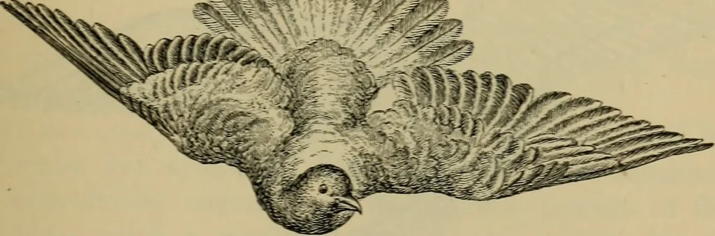 An illustration from Animal locomotion or walking, swimming, and flying : with a dissertation on aëronautics, 1873, leaf 226